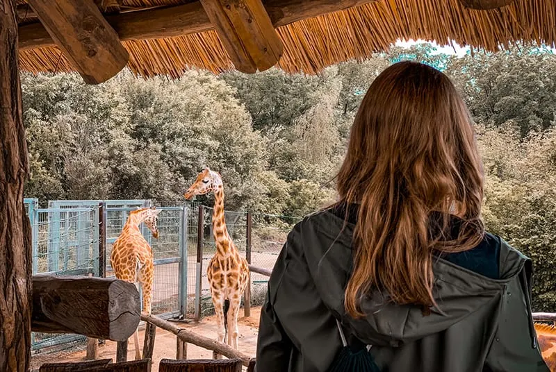 eine Frau, die den Zoo besucht und Giraffen betrachtet