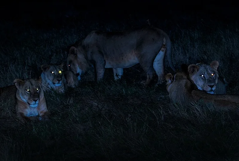 eine Herde einer braunen Löwin in der Nacht
