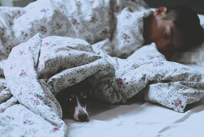 Mann, der in einem Bett neben einem Hund schläft, der sich unter dem Laken versteckt