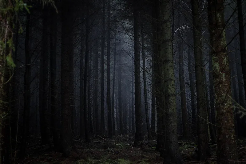 dunkler Wald in Großbritannien in Yorkshire