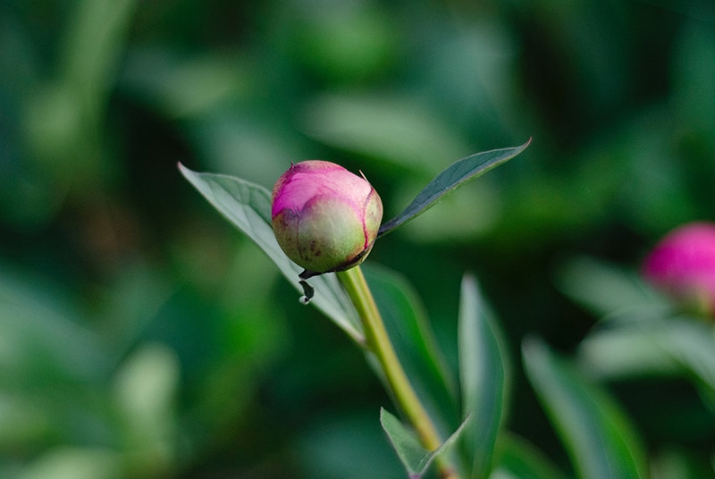 rosa Blütenknospe im Garten