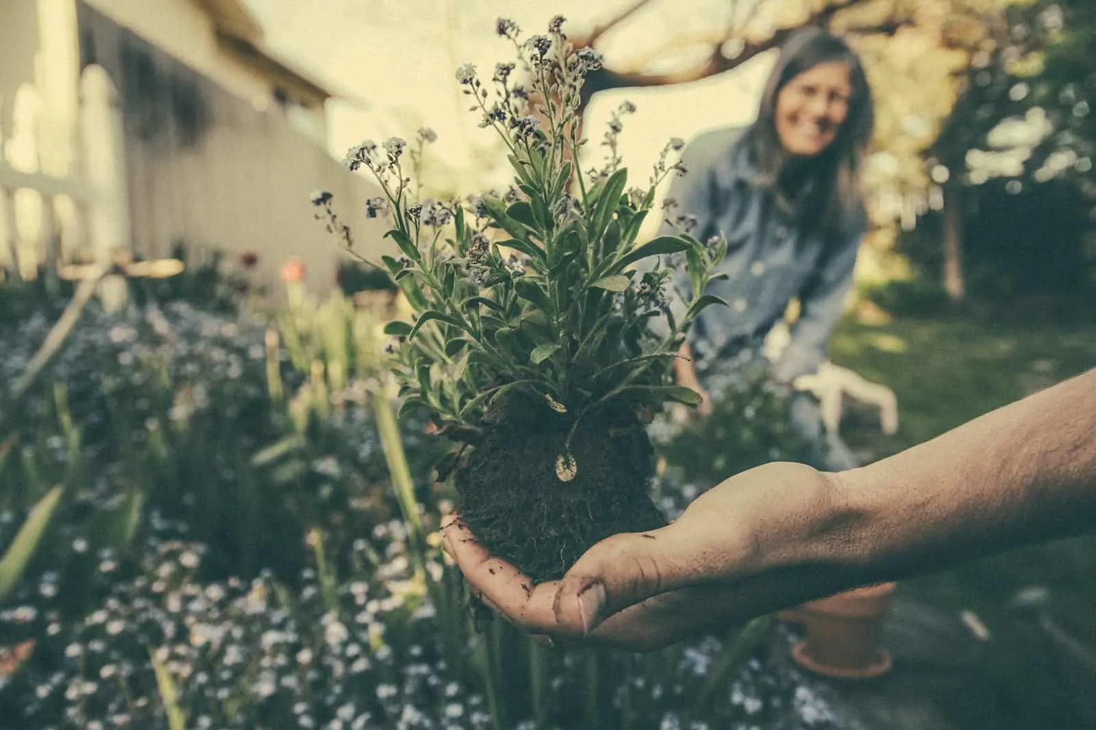 Ein Mann zeigt einer Frau eine Lavendelpflanze, während er zusammen im Garten arbeitet
