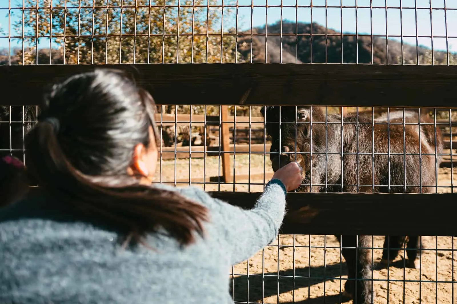 eine Frau streichelt ein Pony im Zoo