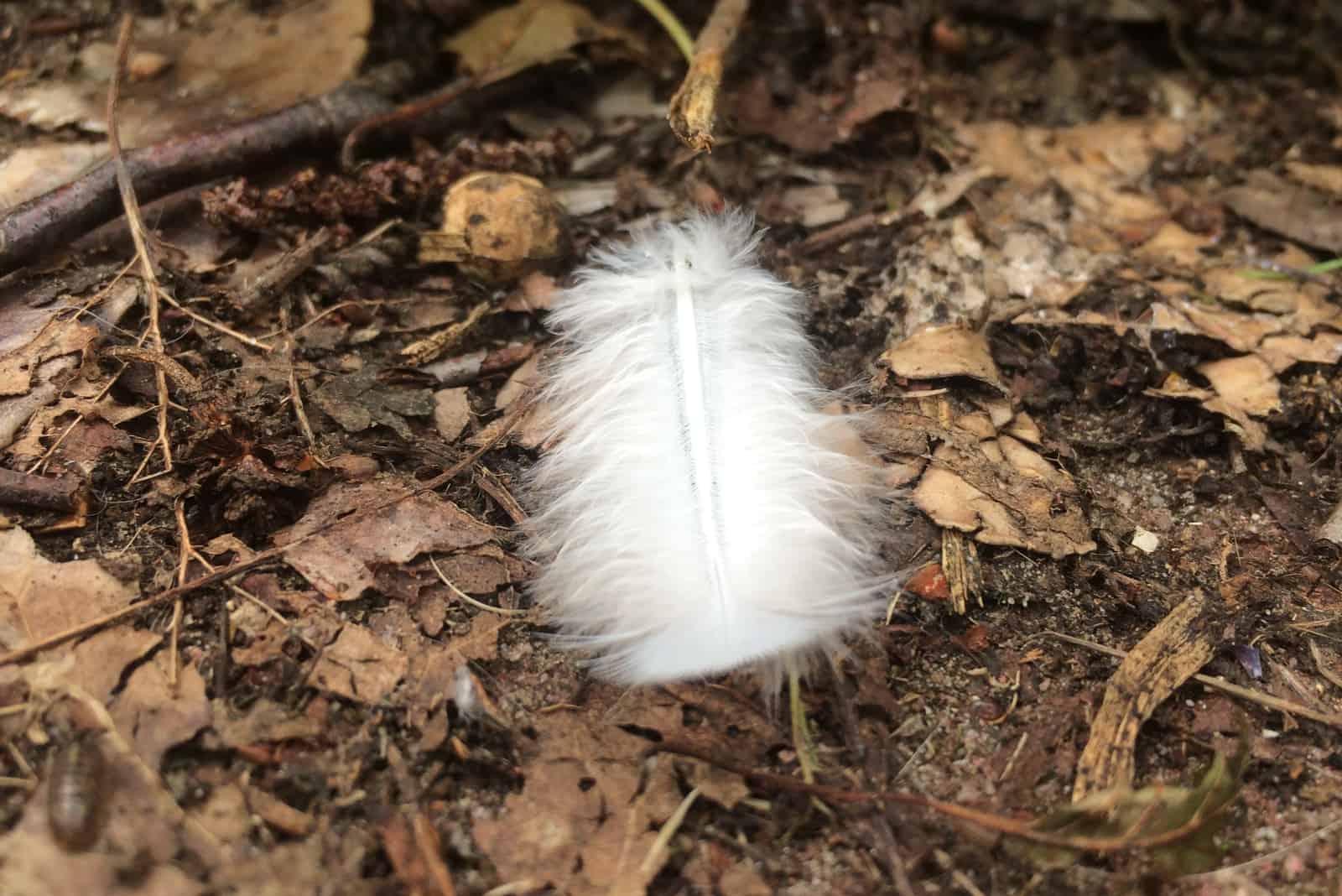 weiße Feder auf dem Boden im Wald