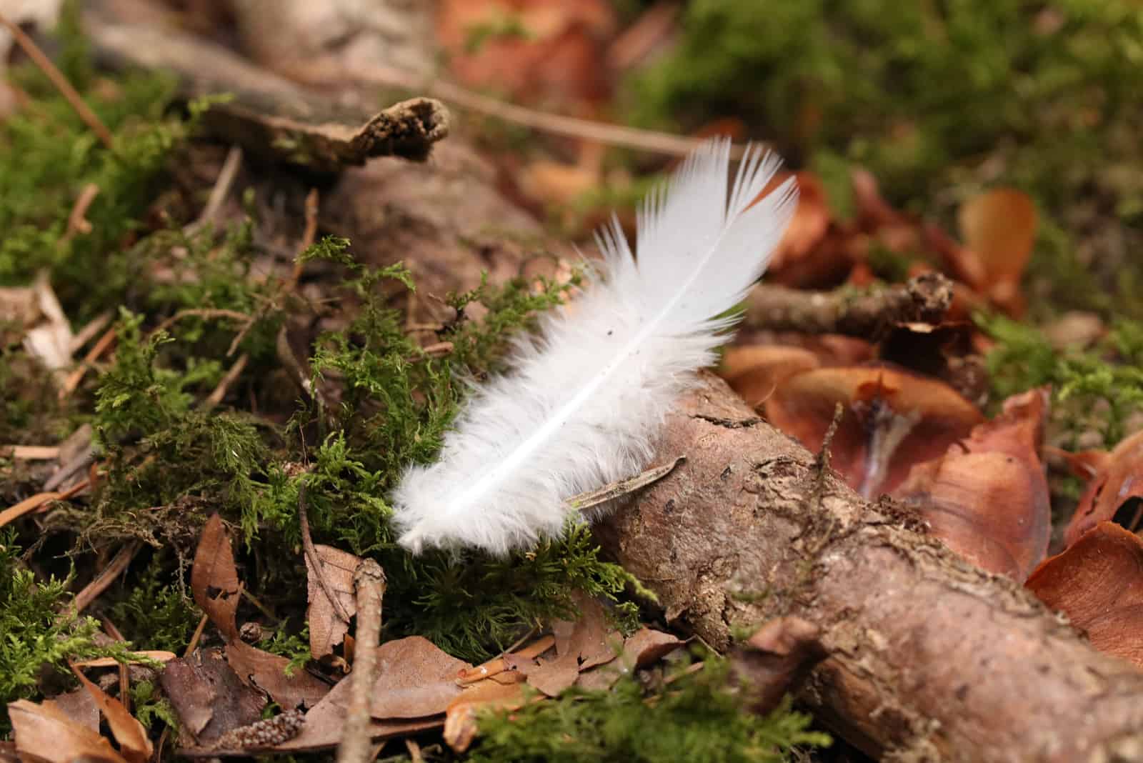 weiße Vogelfeder auf Waldboden