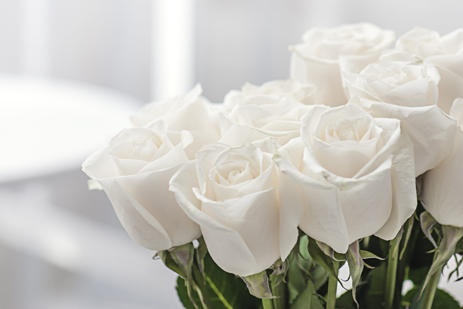Weiße Rose Bedeutung und Symbolik ihrer sanften Blüten