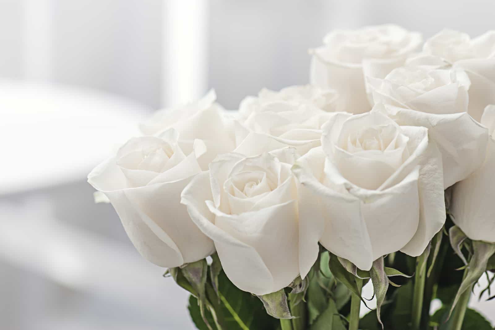 Blumenstrauß aus frischen weißen Rosen