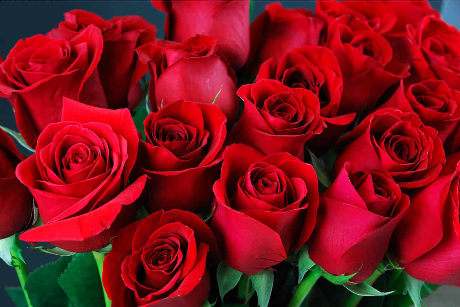 Blumenstrauß aus schönen roten Rosen