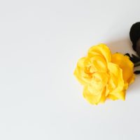 gelbe Rose isoliert