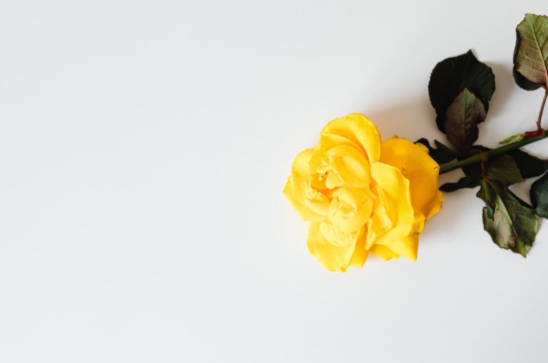 gelbe Rose isoliert
