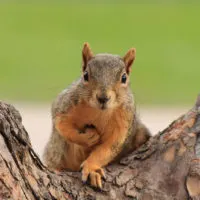 Eichhörnchen auf dem Baum, der eine Nuss hält