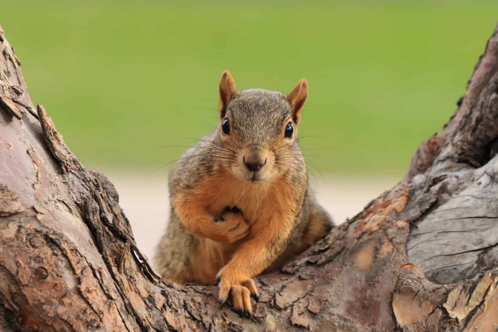 Krafttier Eichhörnchen: Mit Leichtigkeit durch das Leben springen!