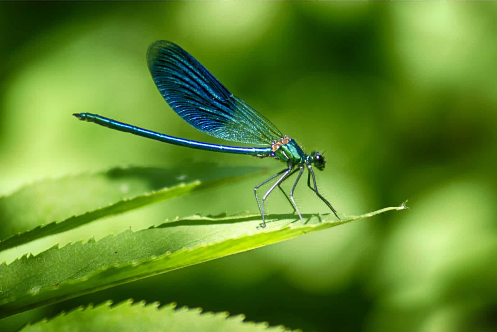 Libellen auf Blatt