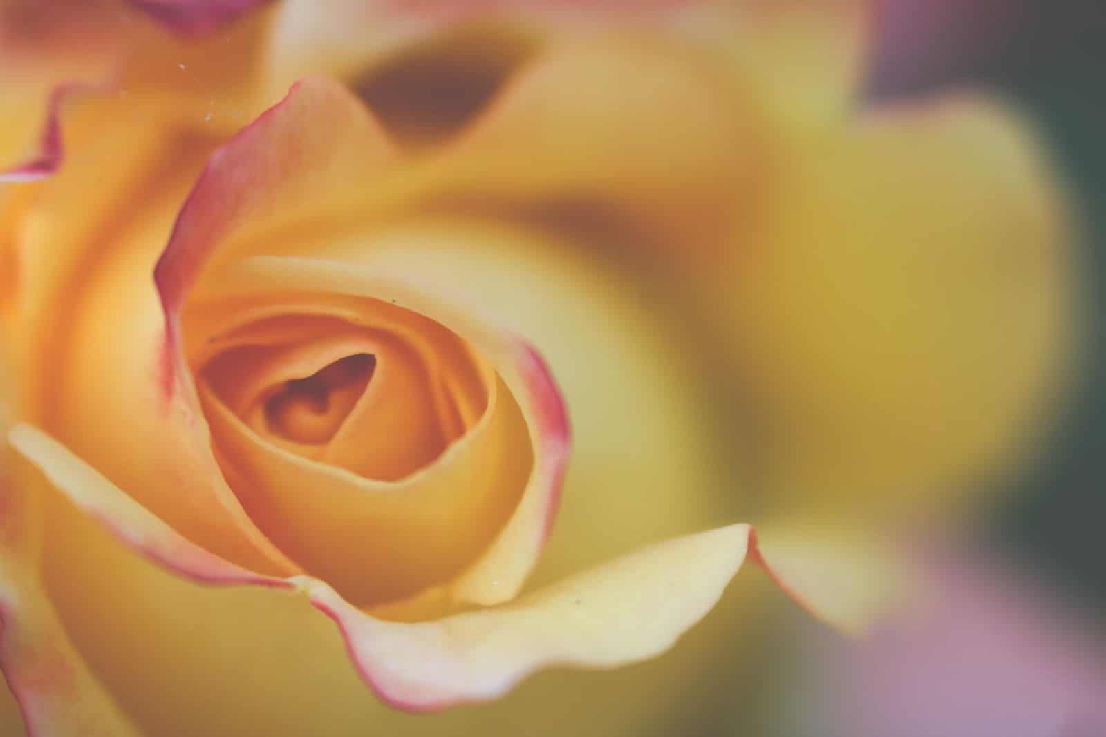 Nahaufnahmefoto einer gelben Rose