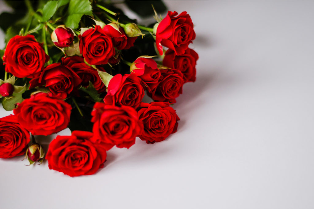 Rote Rosen Bedeutung und Botschaften der Blumenkönigin!
