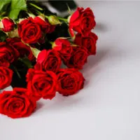 frische rote Rosen auf weißem Hintergrund
