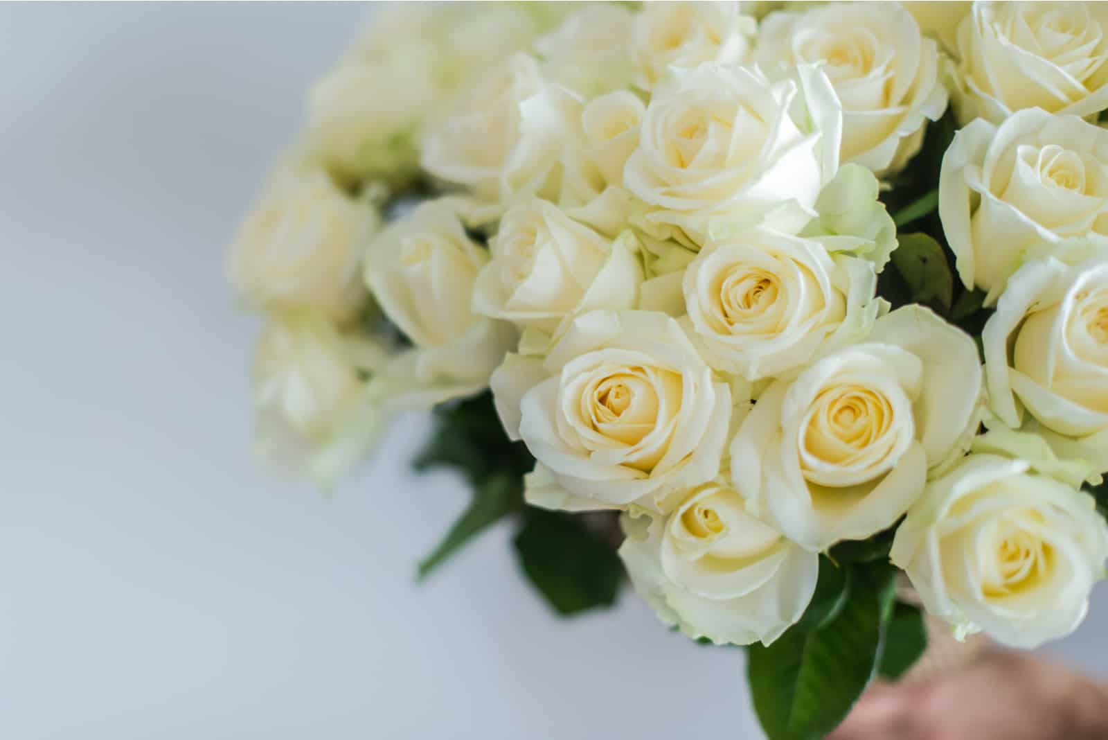 Weiße Rose: Bedeutung und Symbolik ihrer sanften Blüten