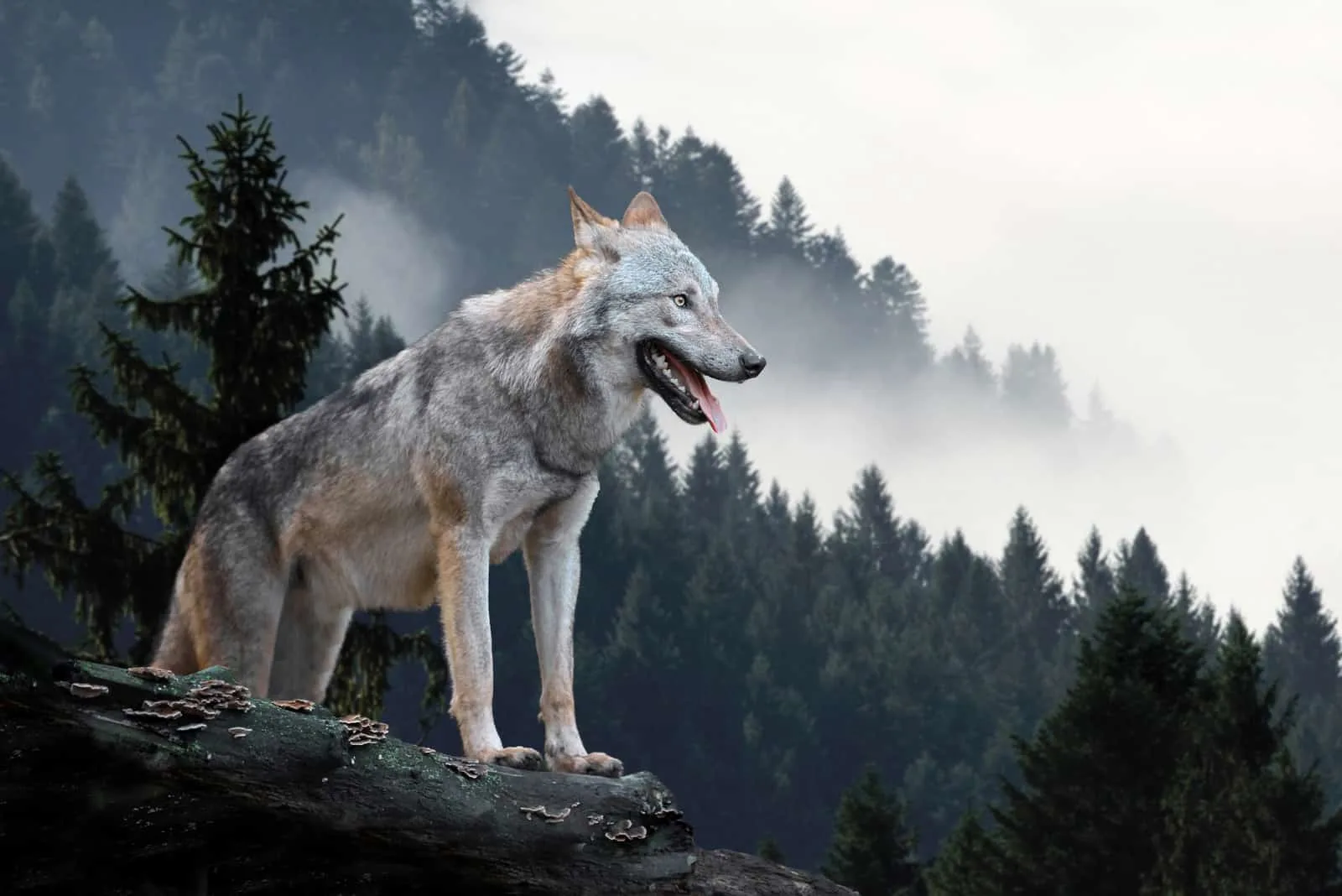 Wolf in der Natur