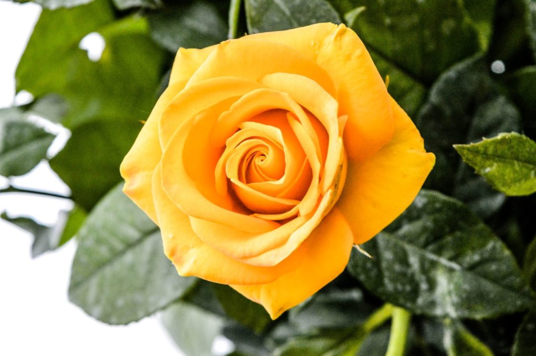 Gelbe Rosen und ihre Bedeutung – Sonnenstrahlen in Form einer Blume