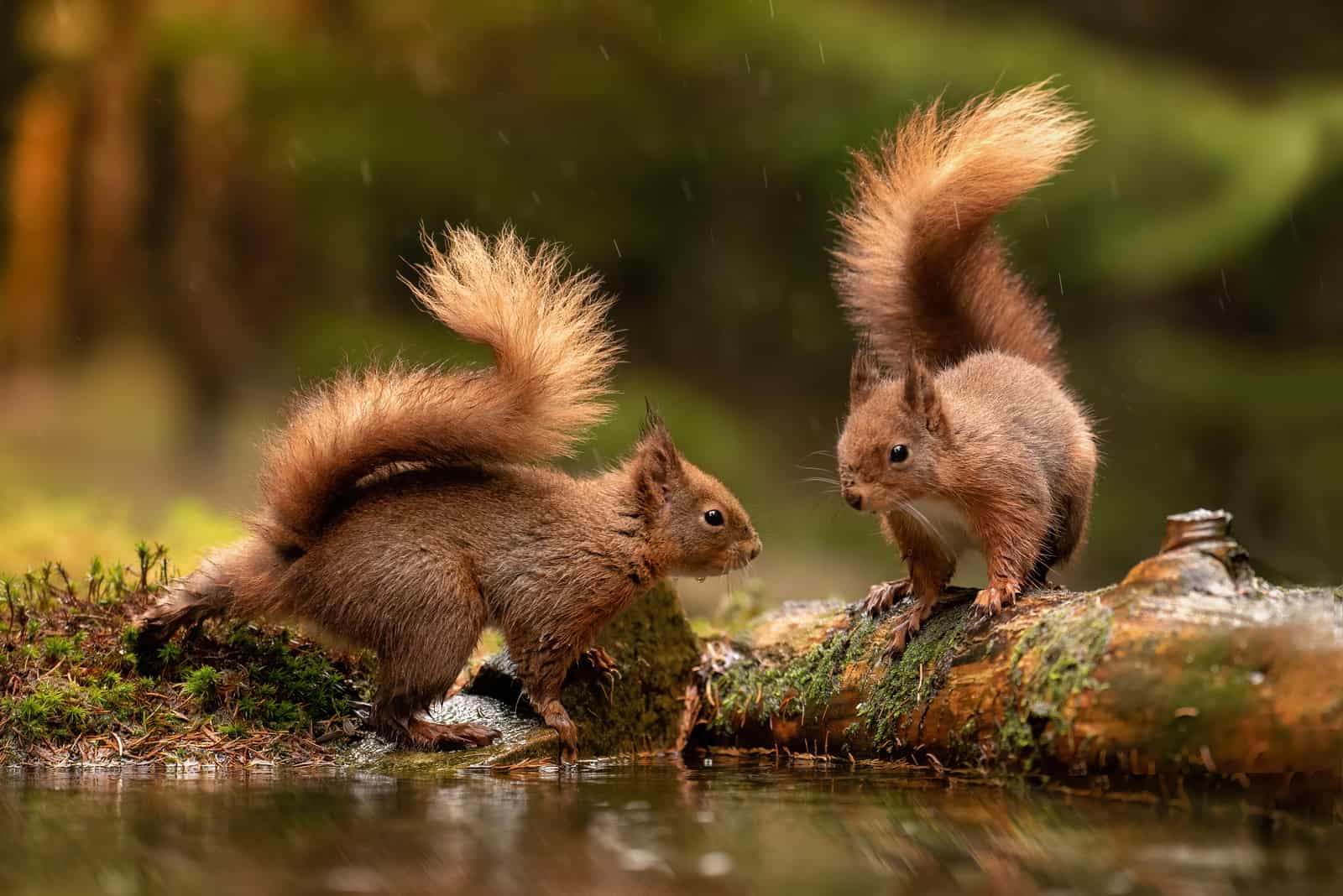 zwei Eichhörnchen am Teich