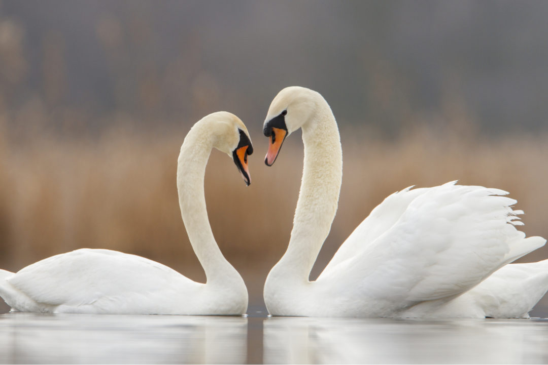 Symbole für Liebe Die schönste Emotion ohne Worte ausdrücken!
