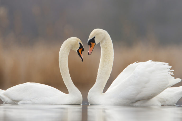 Symbole für Liebe Die schönste Emotion ohne Worte ausdrücken!