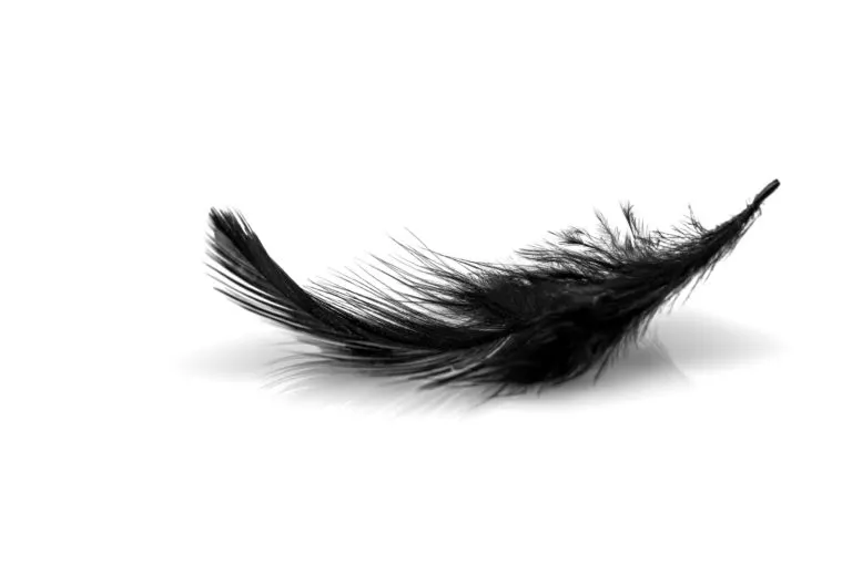 Die Schwarze Feder
