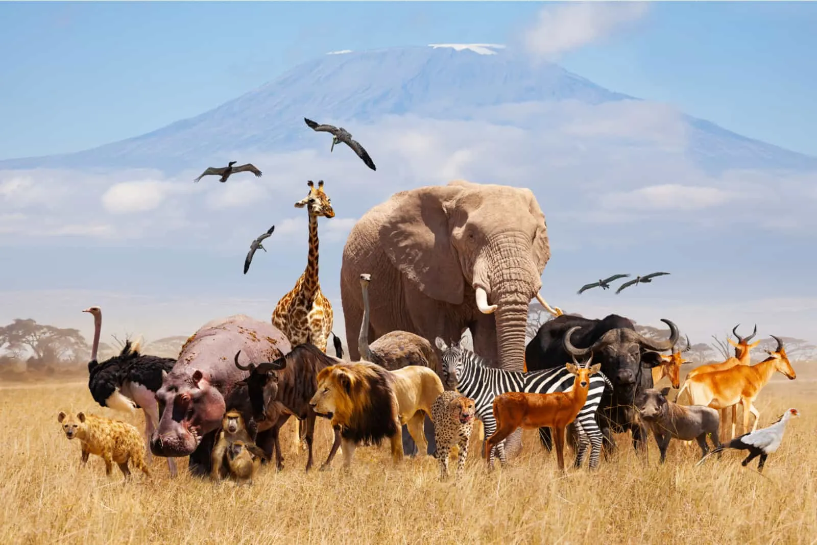 Gruppe vieler afrikanischer Tiere Giraffe, Löwe, Elefant, Affe und andere stehen zusammen