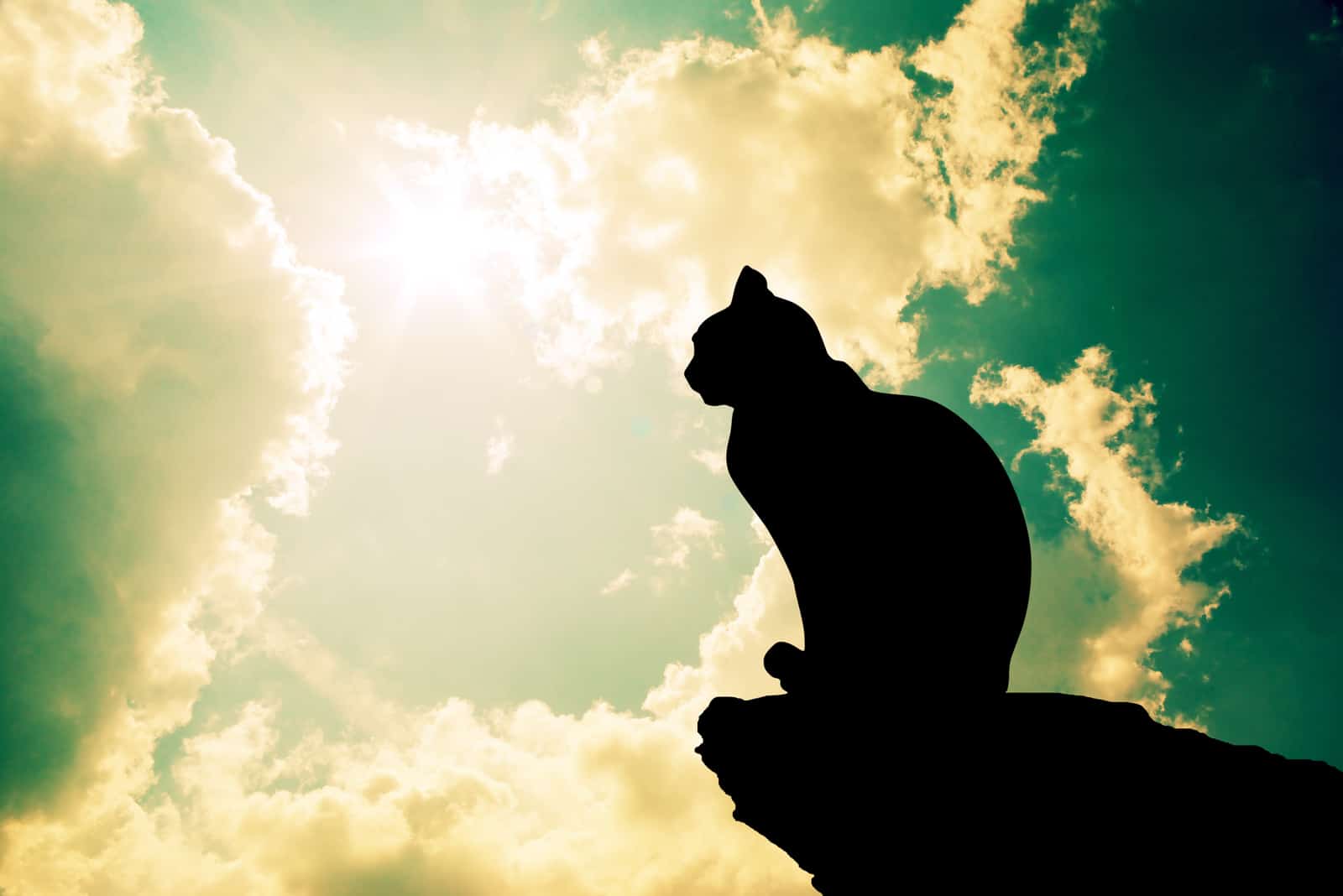Katze sitzt unter dem tiefen Himmel