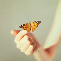 orange schmetterling landet auf der hand