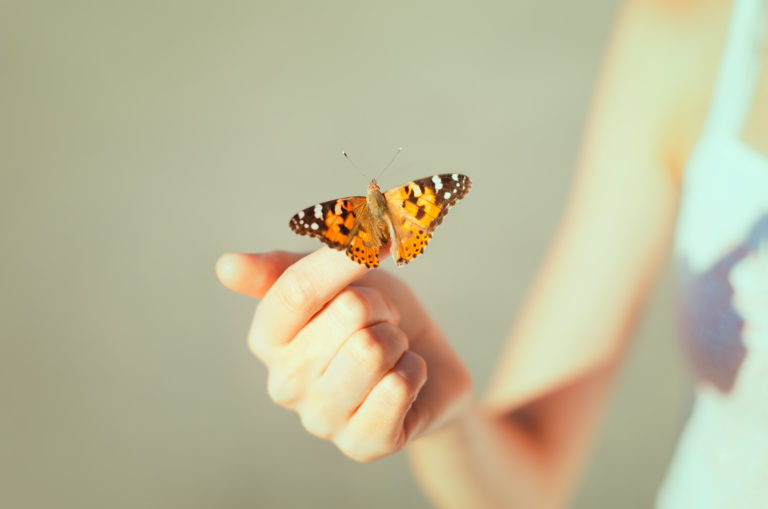 orange schmetterling landet auf der hand