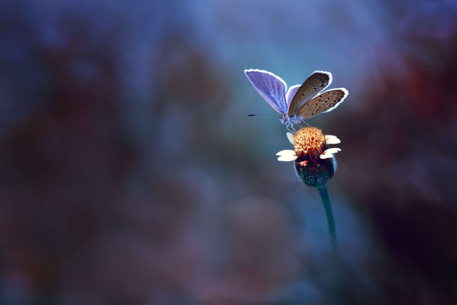 Schmetterling auf gelber Blume mit blauem Hintergrund