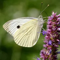 weißer Schmetterling auf rosa Blume