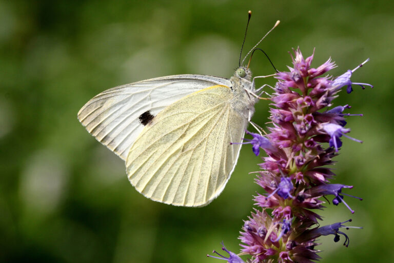 weißer Schmetterling auf rosa Blume