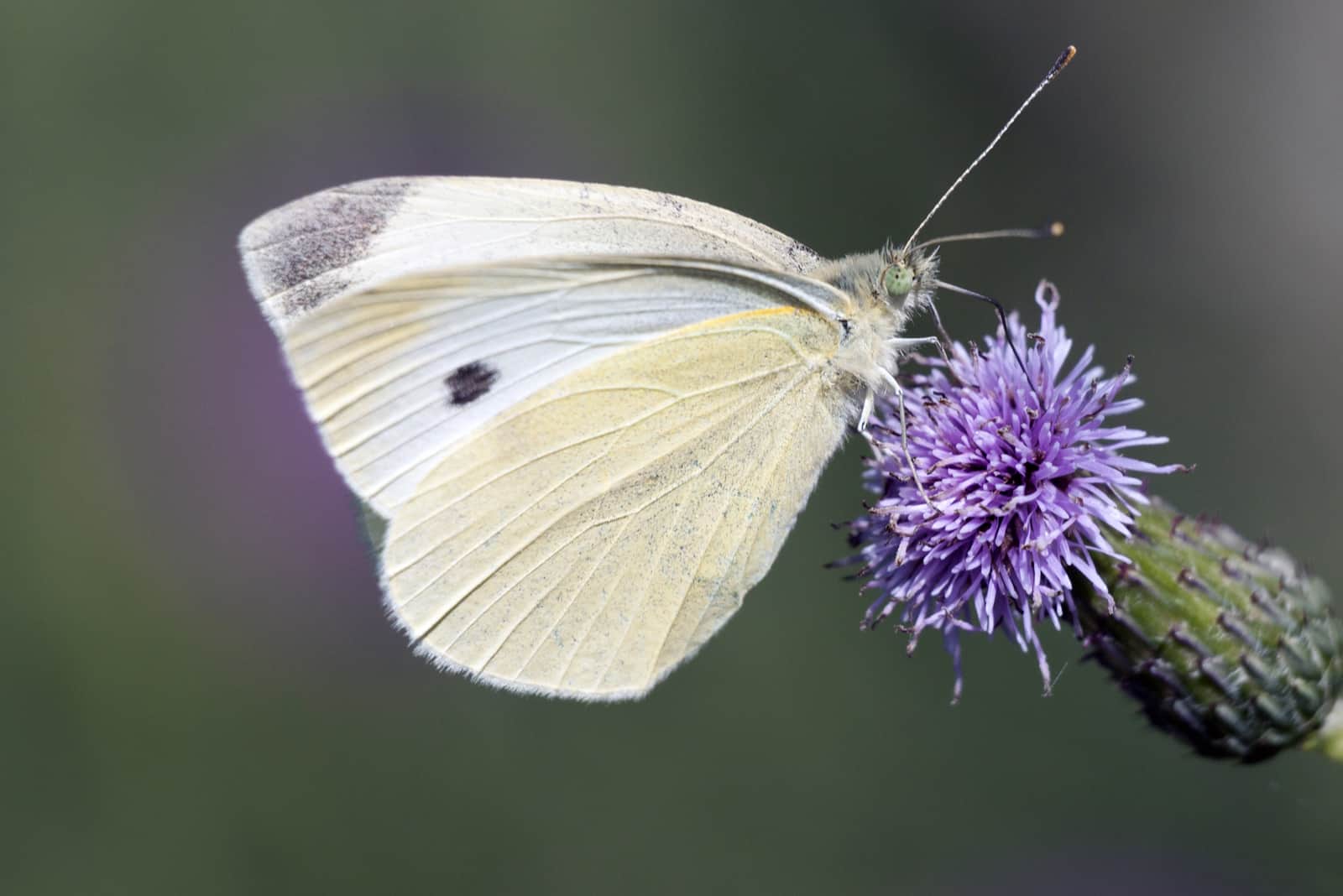 weißer Schmetterling auf Blume