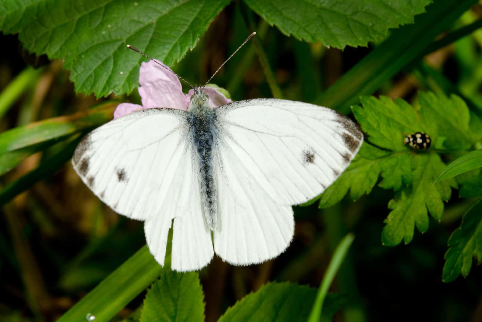 weißer Schmetterling auf Gras