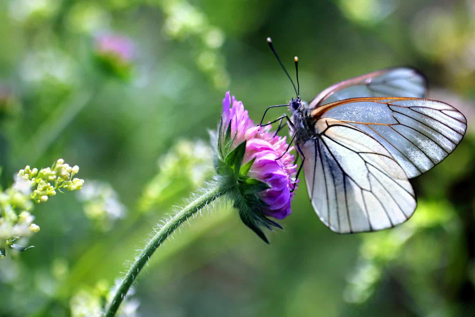 weißer Schmetterling auf lila Blume