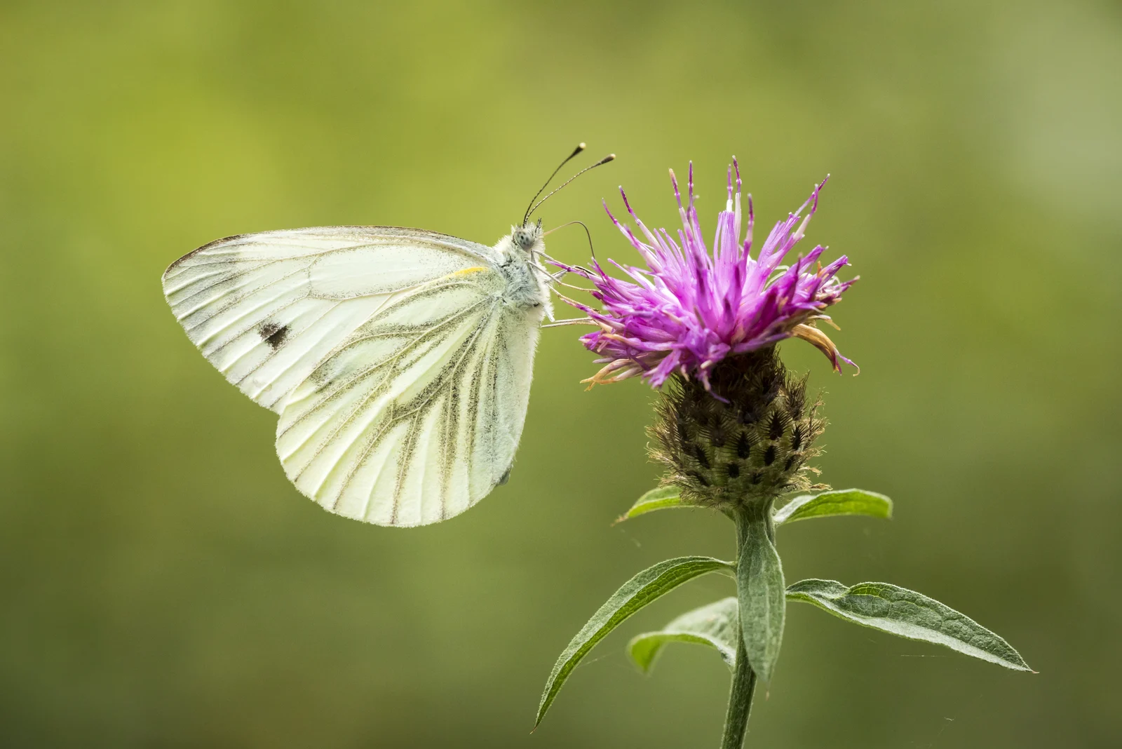 weißer Schmetterling auf rosa Blume