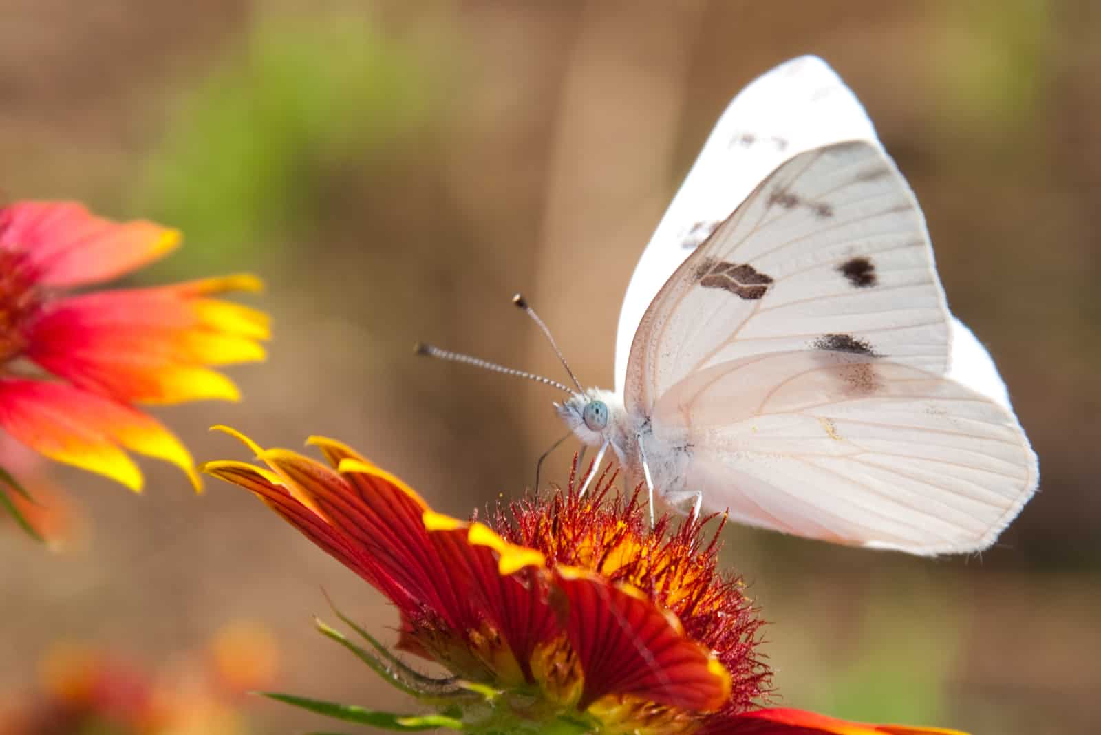 weißer Schmetterling auf roter Blume