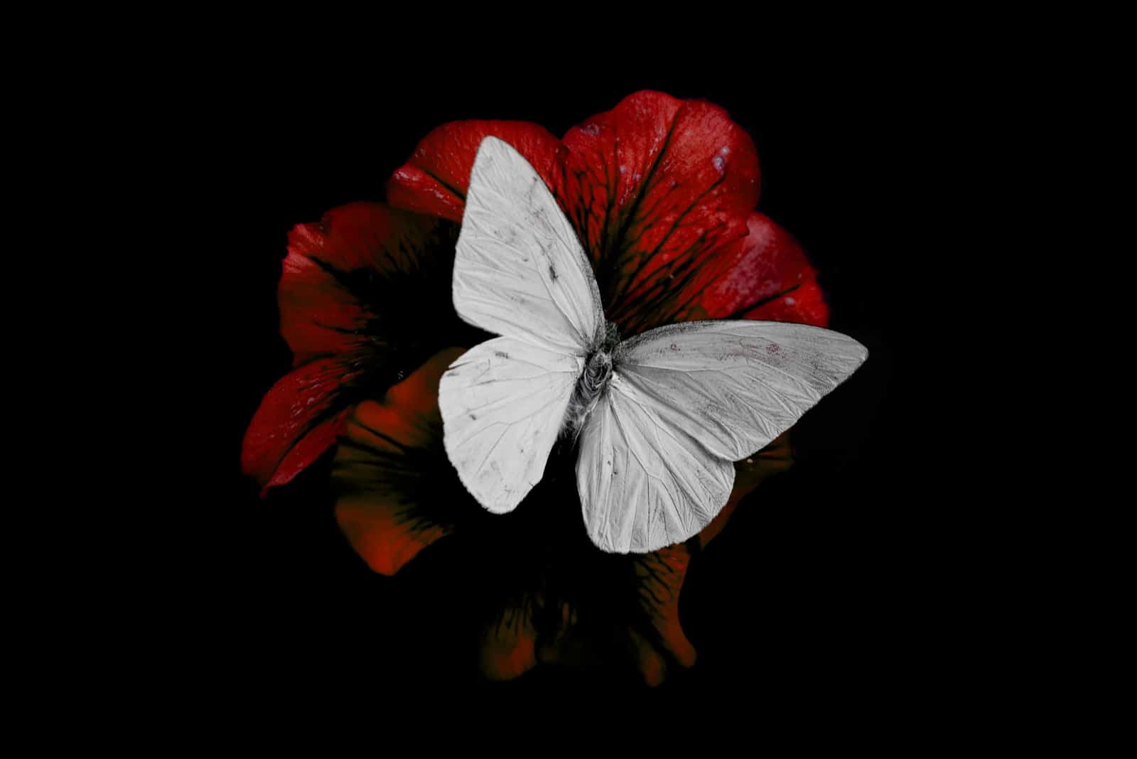 weißer Schmetterling auf roter Rose
