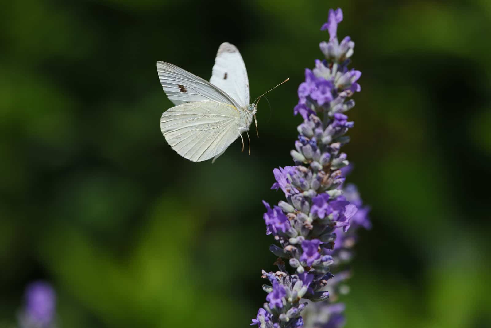 weißer Schmetterling fliegt