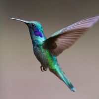 Kolibri fliegt