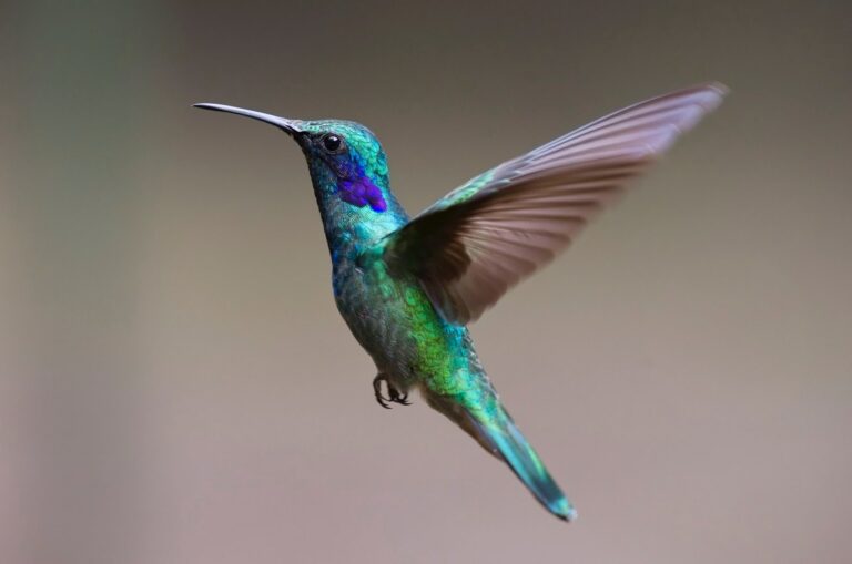 Kolibri fliegt