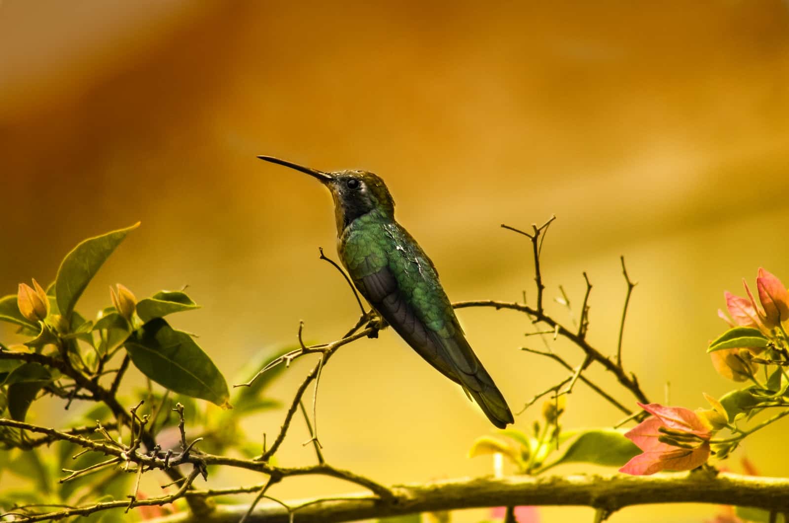 Foto eines Kolibris in der Natur