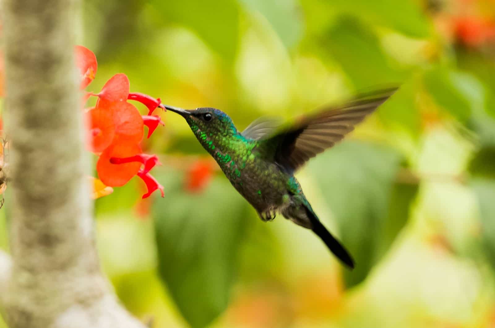Kolibri fliegt in der Natur