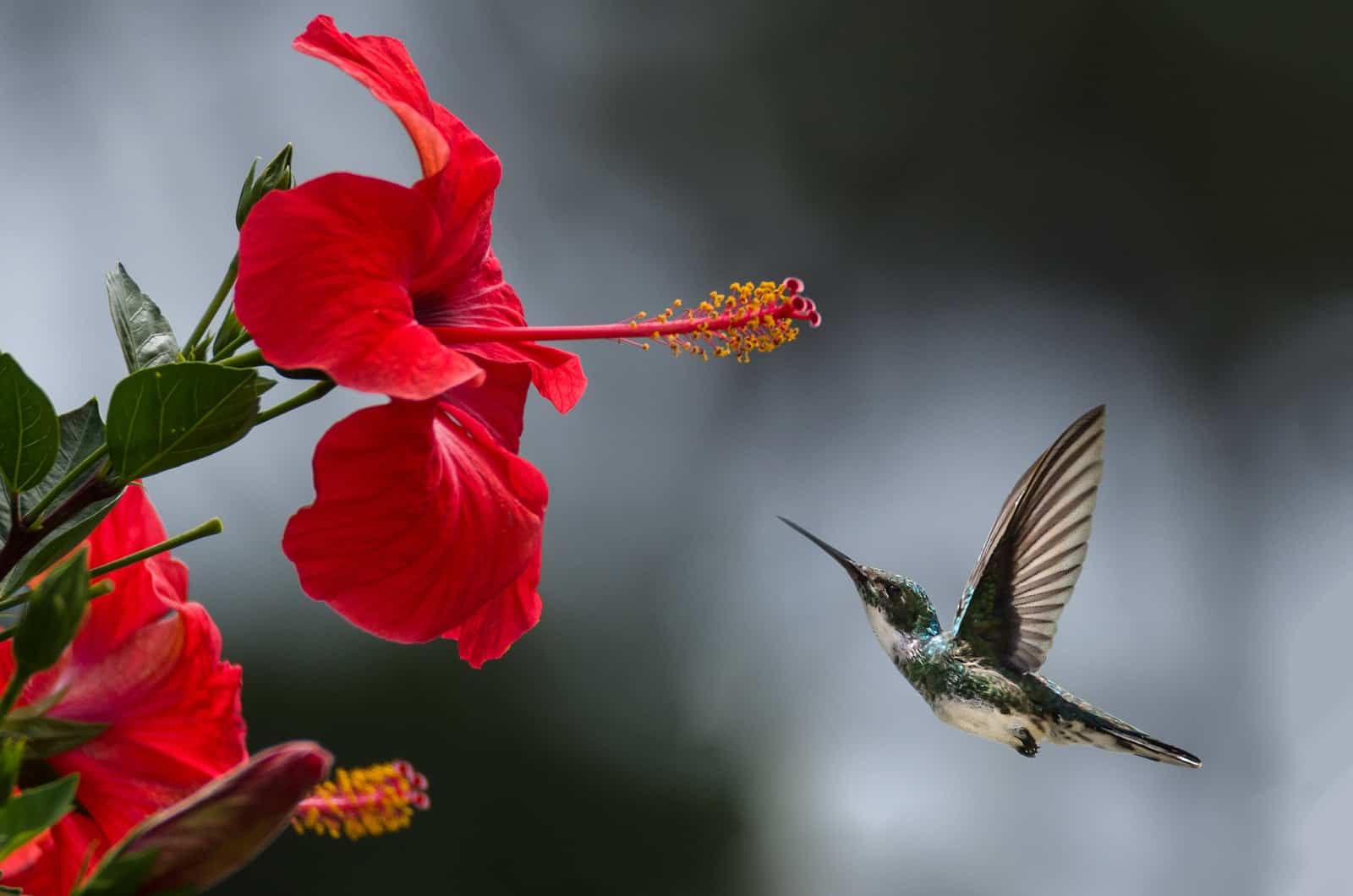 Kolibri in der Nähe einer Blume