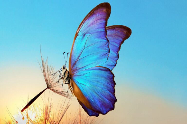 Blauer Schmetterling bei Sonnenuntergang auf der Blume