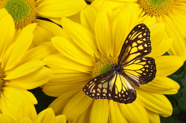 gelber schmetterling fliegt