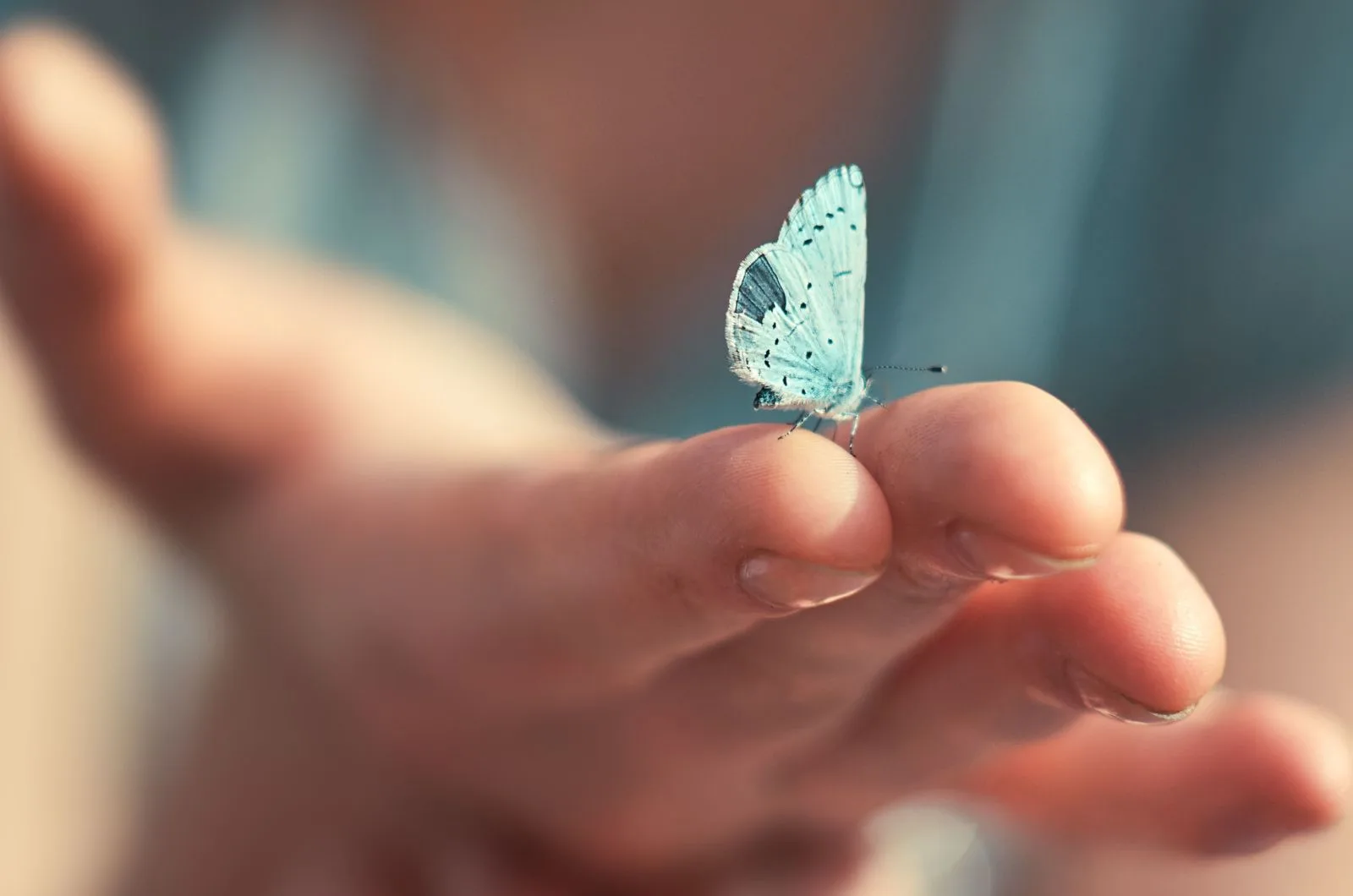 Schmetterling sitzt auf der Hand einer Frau