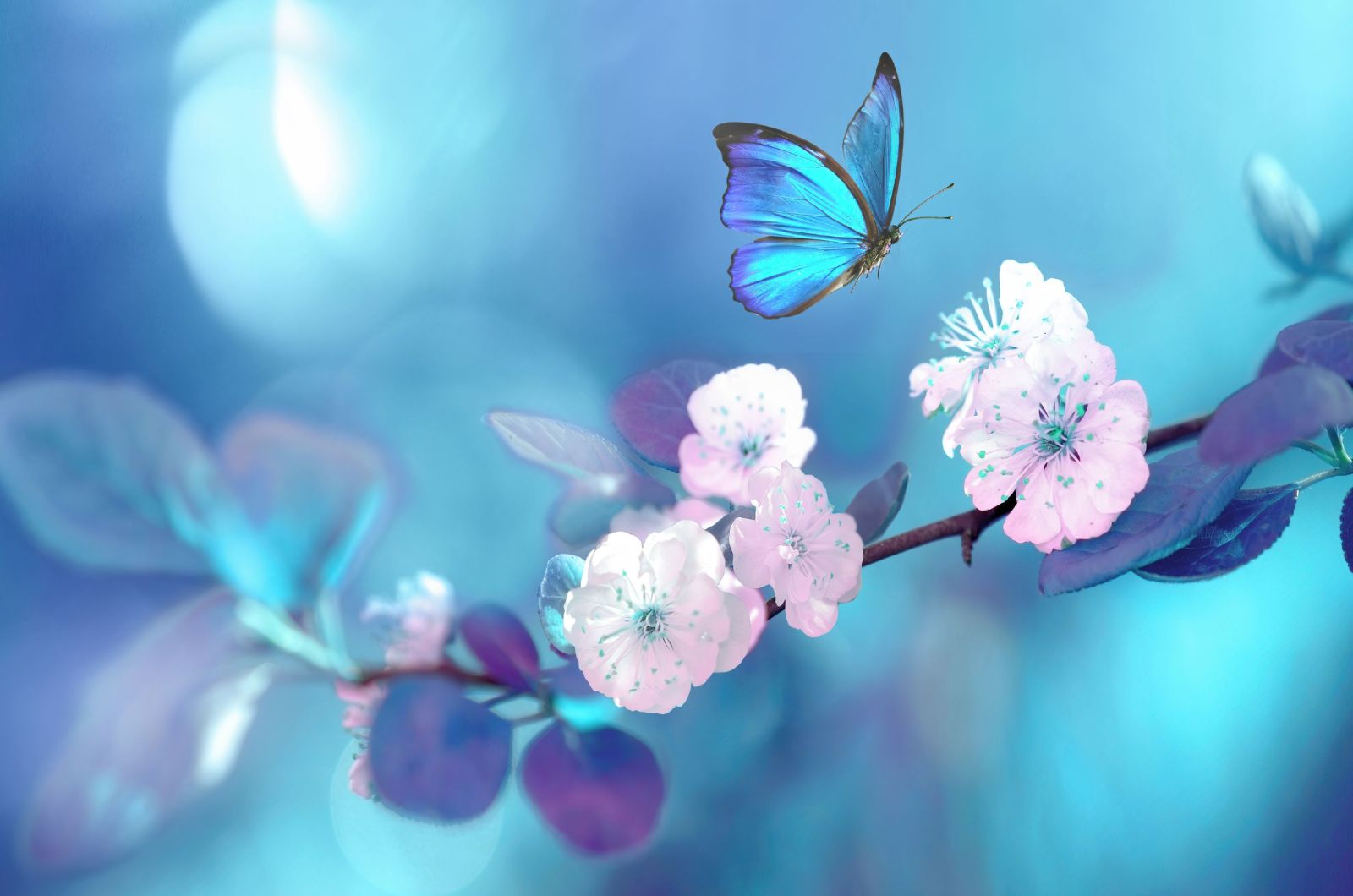 Schöner blauer Schmetterling im Flug über Zweig des blühenden Aprikosenbaums